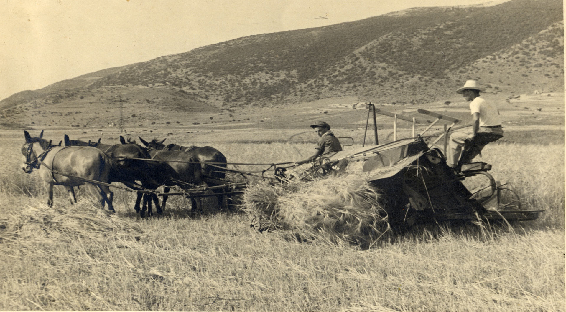 Erntearbeiten in Israel - historisches Foto